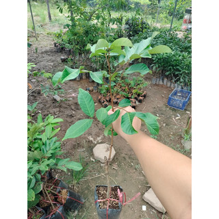 Cây giống chôm chôm Thái siêu quả