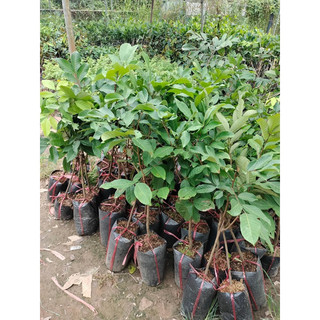 Cây giống chôm chôm Thái siêu quả