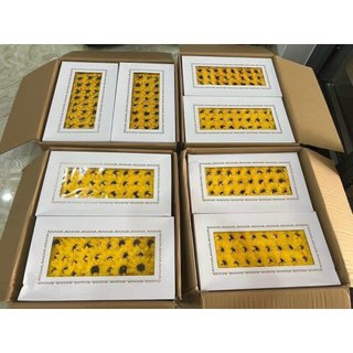 Hộp 50 bông hoa sáp hướng dương loại 1 - đầu bông hoa sáp hướng dương - hoa sáp hướng dương