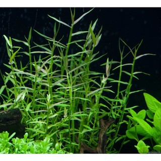 N&T Garden - Cây thủy sinh Tre thủy sinh