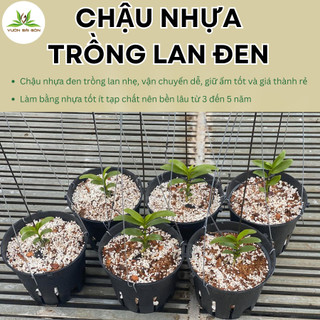 Chậu nhựa trồng lan phi 18 , giá rẻ, bền đẹp, giữ ẩm và thoát nước tốt - Green City