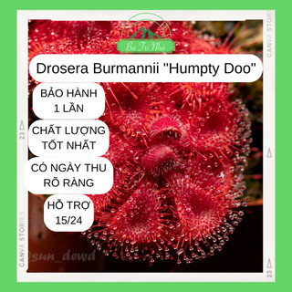 Hạt giống cây ăn thịt bắt mồi gọng vó drosera burmannii "humpty doo" cực hiếm i ba tri nhỏ