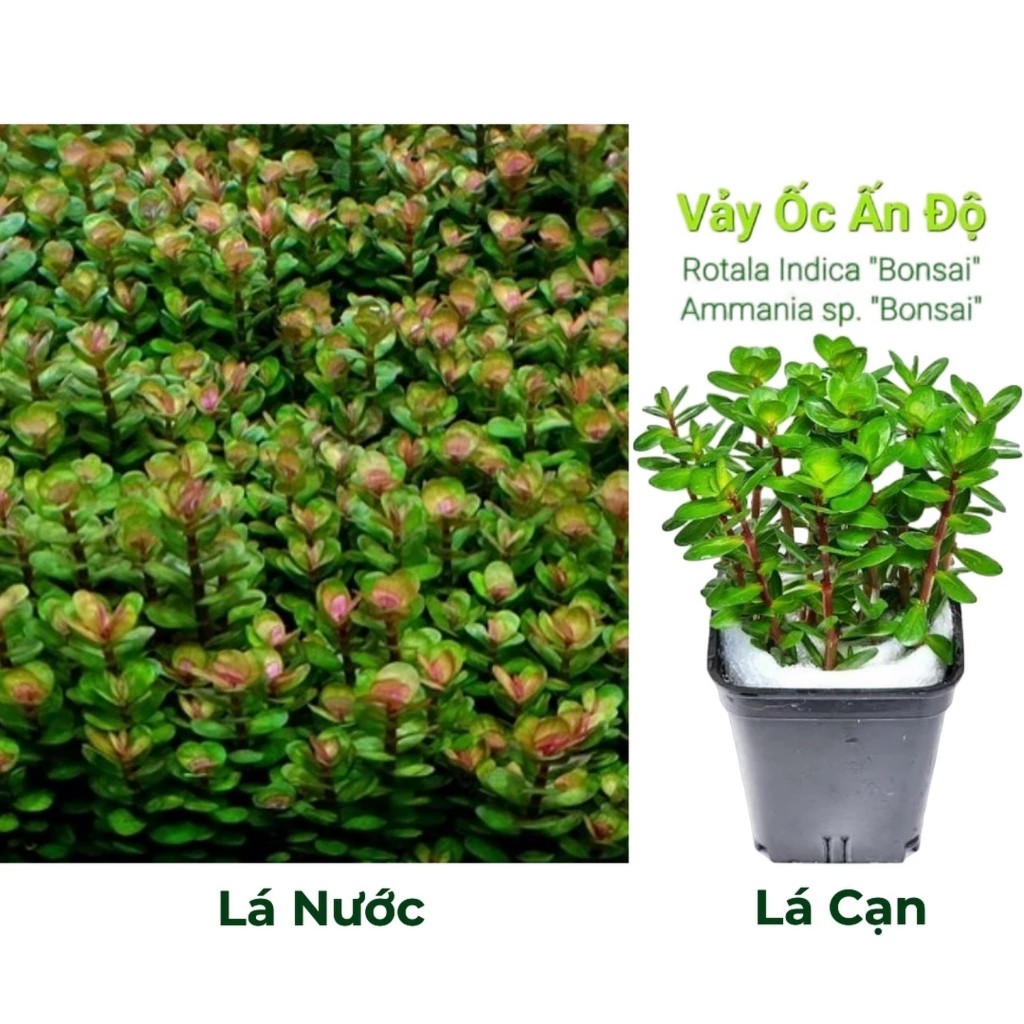 Vẩy Ốc Ấn Độ