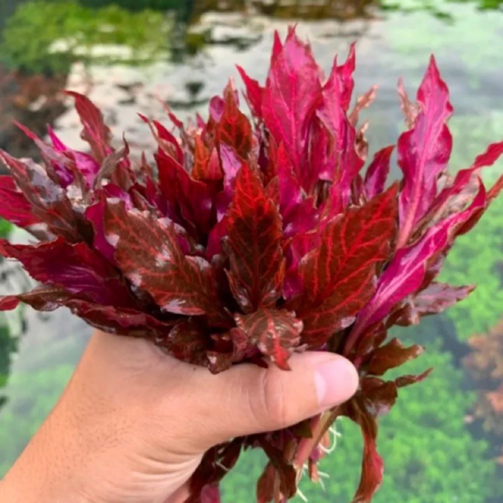 Huyết Tâm Lan Gân Trắng