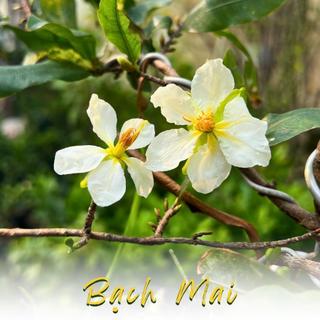 Cây Bạch Mai