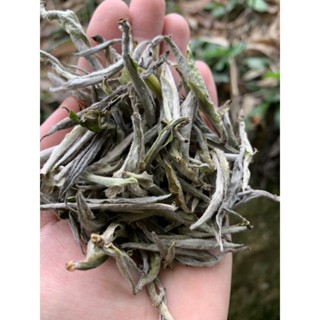 BẠCH TRÀ TIÊN (TRÀ RỪNG) TÂY CÔN LĨNH 200gr