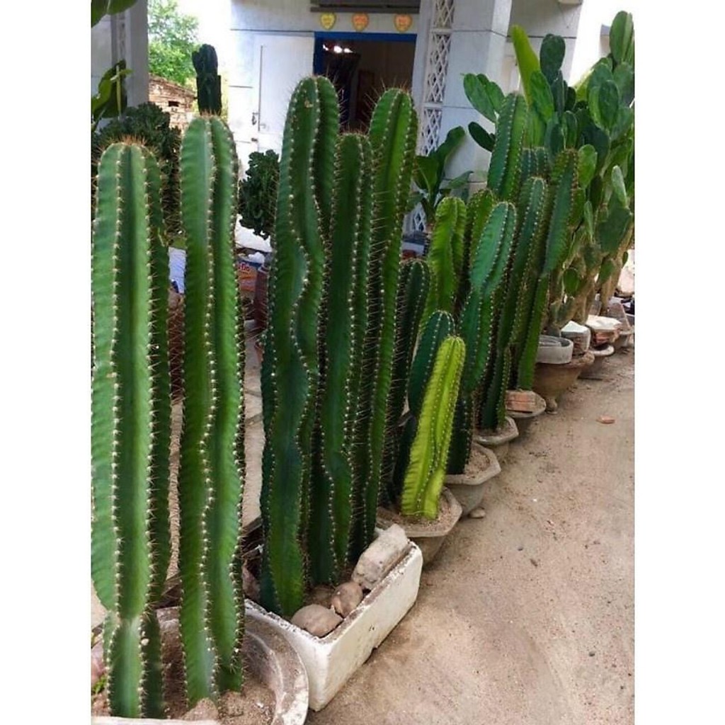 Cây Xương Rồng Trụ Pillar Cactus 10-90cm Trang Trí Sân Vườn Siêu Đẹp.