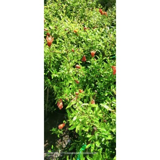 Cây lựu đỏ có trái sẵn