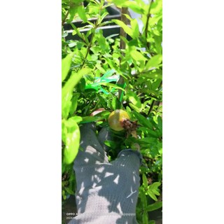 Cây lựu đỏ có trái sẵn