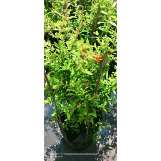 Cây lựu đỏ có trái sẵn