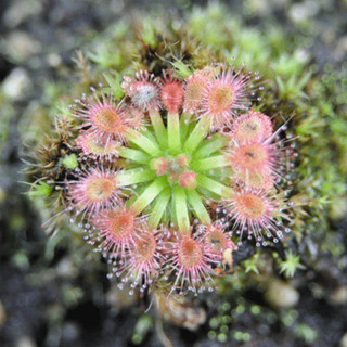 drosera mannii , gọng vó mannii