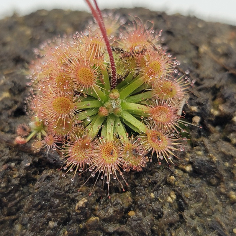 drosera mannii , gọng vó mannii