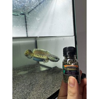 Cám Chana Bary Vây Kì Cao | Lóc Nữ Hoàng | Lóc Lạnh | Thức Ăn Cá Lóc