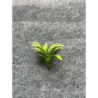 Cỏ điểm cụm lá lớn