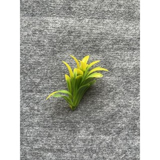 [ CỎ ĐIỂM ] [ 1KG ] CỎ ĐIỂM CỤM LÁ LỚN