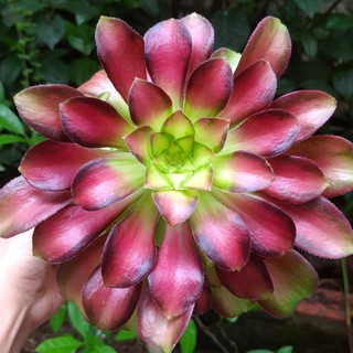 Sen đá Aeonium giống mới trồng trang trí tiểu cảnh sân vườn, làm quà tặng