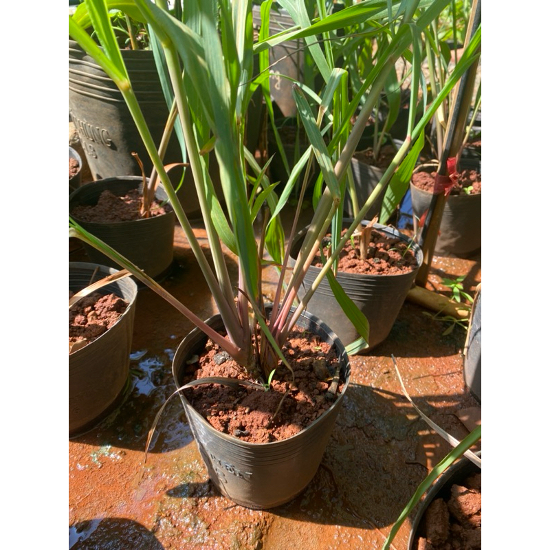 Cây xả Java (xả tím, xả làm tinh dầu)