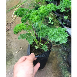 Cây Ngò Tây Parsley