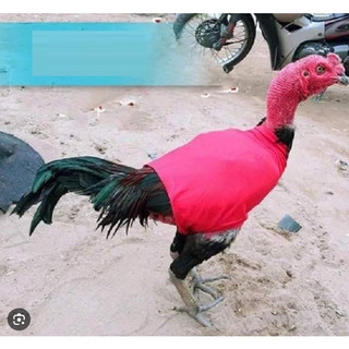 Áo gà chọi, áo giữ ấm chống xơ và gãy lông cho gà chọi.
