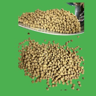 Cám Chép Sư Tử MULTI COLOR BUTTERFLY CARP