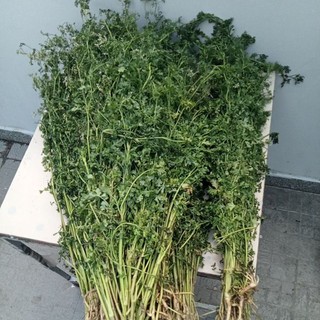 1kg hoa ngò. bông ngò già