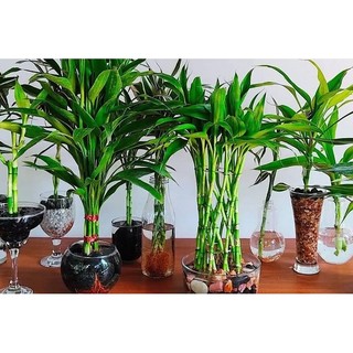 Nhánh cây phát lộc hay còn gọi nhánh xanh