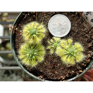 drosera leucostigma ( all yellow ) , gọng vó leucostigma ( all yellow)