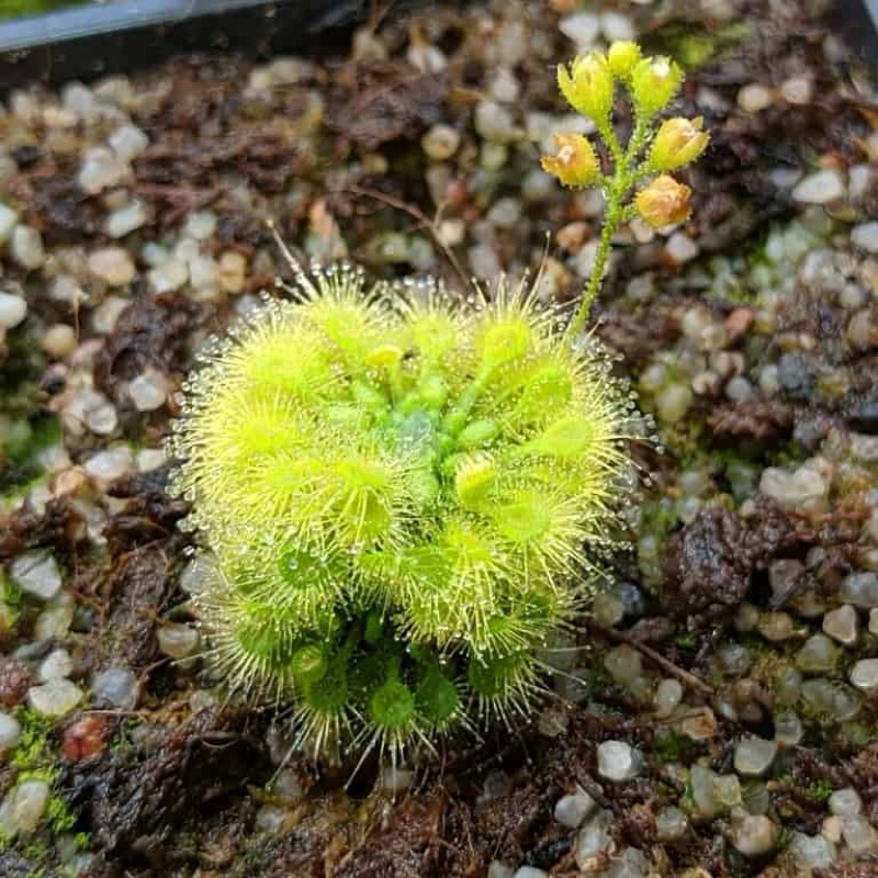 drosera leucostigma ( all yellow ) , gọng vó leucostigma ( all yellow)