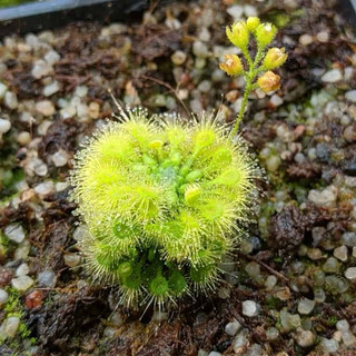 Drosera leucostigma , gọng vó leucostigma