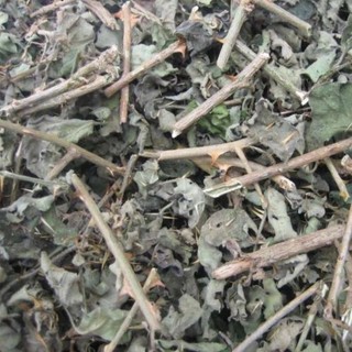 cây cà gai hoa trắng