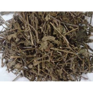 cây cà gai hoa trắng