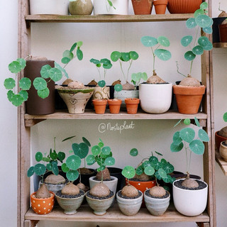 [Củ có lá] Củ bình vôi đã có lá kèm chậu | Erecta story