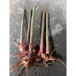500g củ riềng đỏ già có rễ để trồng