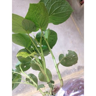 Cây dổi ăn lá hà giang, dổi đất ăn lá