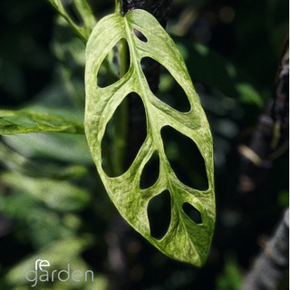 Cây trầu bà lỗ lá đột biến - monstera mint var
