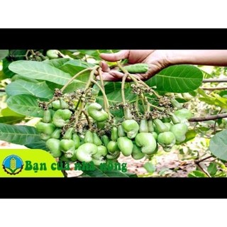 Phân bón đa vi lượng