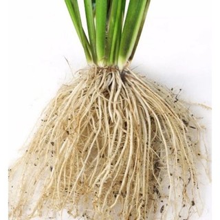 Phân bón đa vi lượng