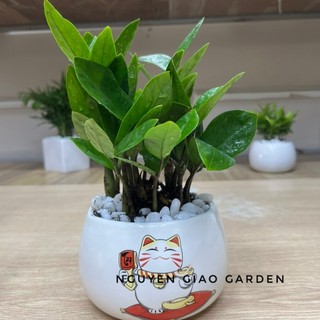 Cây kim tiền trang trí nội thất, mang may mắn tài lộc