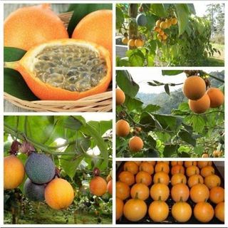 Hạt giống chanh leo colombia gói 10 hạt