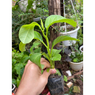 cây giống dưa Tây (đu đủ dây)