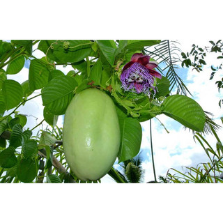 cây giống dưa Tây (đu đủ dây)