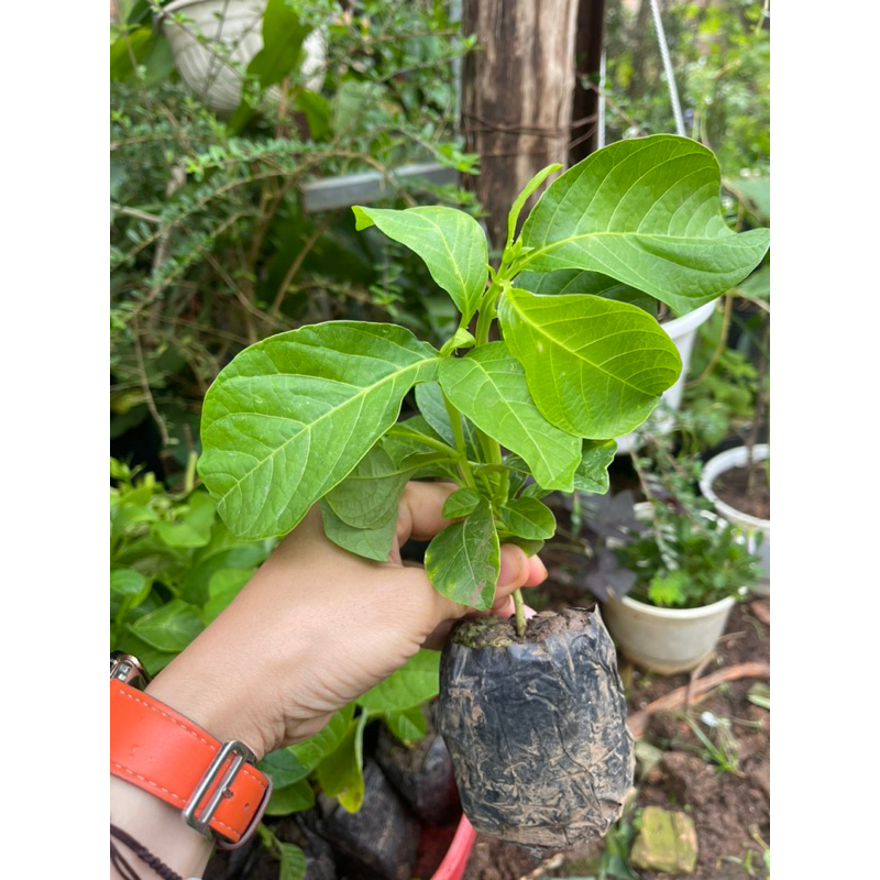 cây giống dưa Tây (đu đủ dây)