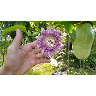 cây giống dưa Tây (đu đủ dây)