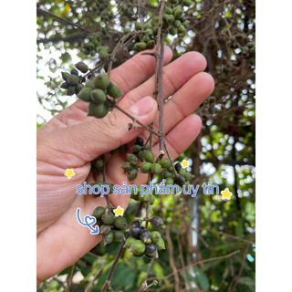 hoa kim ngân (quả có hạt giống) tặng hom giống