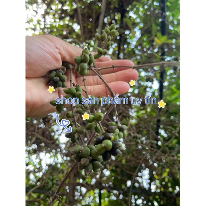 kim ngân hoa rừng(hạt giống tự nhiên nguyên quả)
