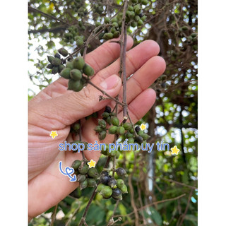 hoa kim ngân (quả có hạt giống) tặng hom giống