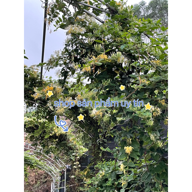 hoa kim ngân (quả có hạt giống) tặng hom giống