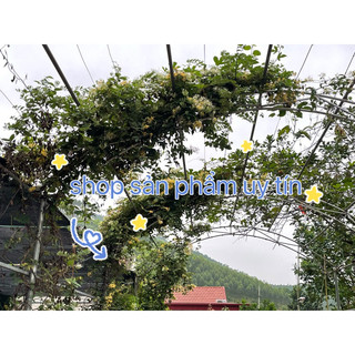 hoa kim ngân (quả có hạt giống) tặng hom giống