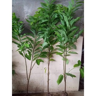 Na choai cây nhỡ