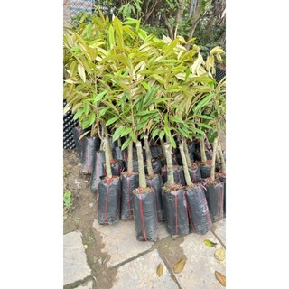 Cây giống sầu riêng ghép mắt